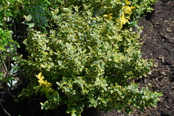 Euonymus fortunei 'Moonshadow' — photo 5